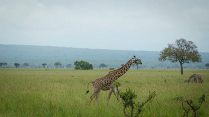 From Arusha: 2 - Days Big 5 Private Safari to Tarangire and Ngorongoro Crater