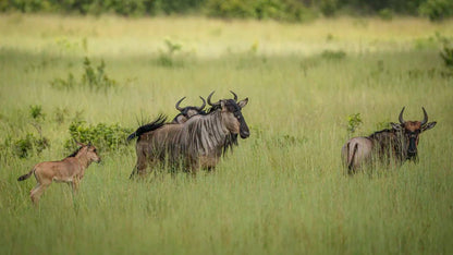From Arusha: 2 - Days Big 5 Private Safari to Tarangire and Ngorongoro Crater