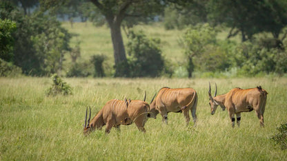 From Arusha: 2 - Days Big 5 Private Safari to Tarangire and Ngorongoro Crater