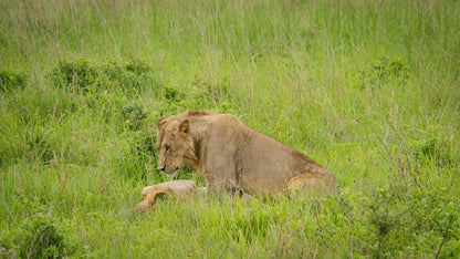 From Arusha: 2 - Days Big 5 Private Safari to Tarangire and Ngorongoro Crater