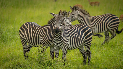 From Arusha: 3 - Days Safari to Serengeti National Park and Ngorongoro Crater