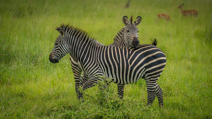 From Arusha: 3 - Days Safari to Serengeti National Park and Ngorongoro Crater