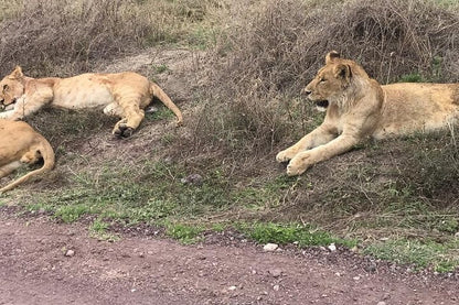 From Arusha: 5 - Day Private Safari to Tarangire, Serengeti, Ngorongoro and Lake Manyara