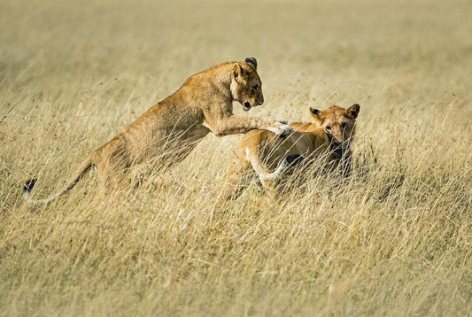 From Arusha: 5 - Day Private Safari to Tarangire, Serengeti, Ngorongoro and Lake Manyara