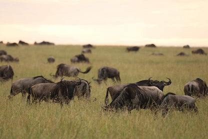 From Arusha: 5 - Day Private Safari to Tarangire, Serengeti, Ngorongoro and Lake Manyara