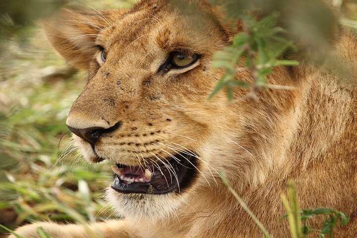 From Arusha: 5 - Day Private Safari to Tarangire, Serengeti, Ngorongoro and Lake Manyara