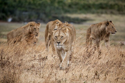 From Arusha: 5 - Day Private Safari to Tarangire, Serengeti, Ngorongoro and Lake Manyara