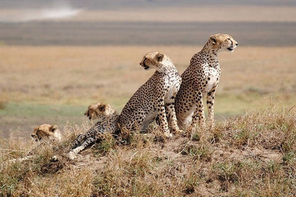 From Arusha: 5 - Day Private Safari to Tarangire, Serengeti, Ngorongoro and Lake Manyara