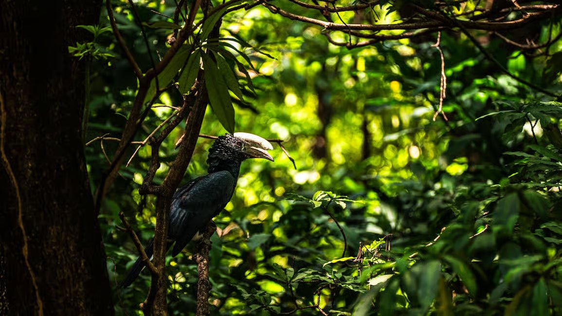 From Arusha: Lake Manyara National Park Full - Day Safari Day Trip