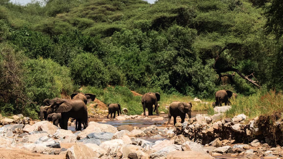 From Arusha: Lake Manyara National Park Full - Day Safari Day Trip