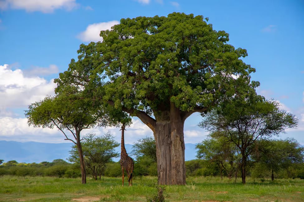 From Arusha: Lake Manyara National Park Full - Day Safari Day Trip