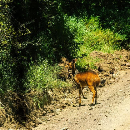 From Arusha: Lake Manyara National Park Full - Day Safari Day Trip