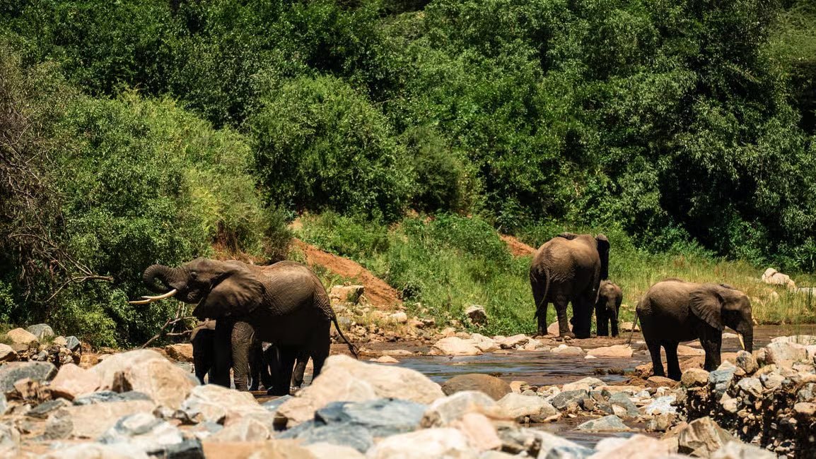 From Arusha: Lake Manyara National Park Full - Day Safari Day Trip