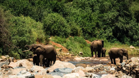 From Arusha: Lake Manyara National Park Full - Day Safari Day Trip