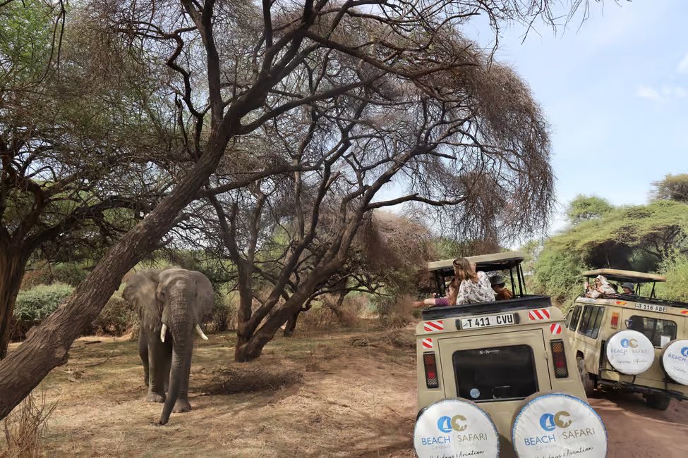 From Arusha: Lake Manyara National Park Full - Day Safari Day Trip