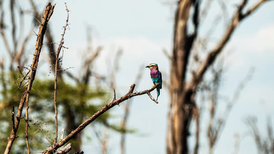 From Arusha: Lake Manyara National Park Full - Day Safari Day Trip