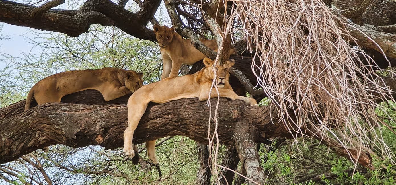From Arusha: Lake Manyara National Park Full - Day Safari Day Trip