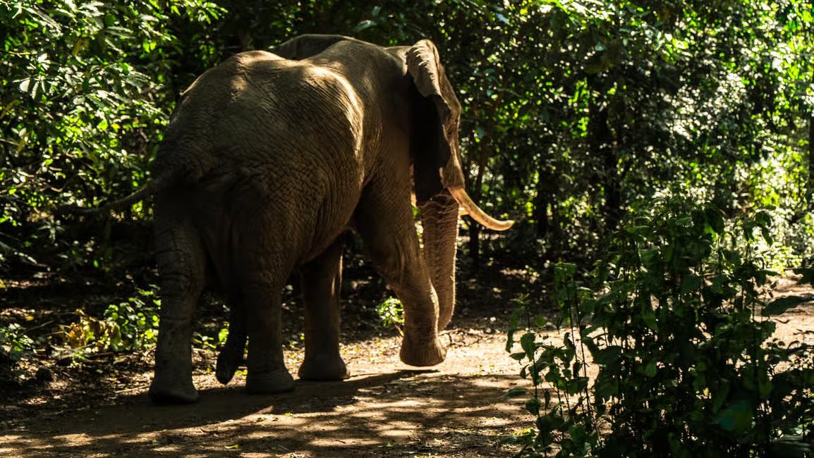 From Arusha: Lake Manyara National Park Full - Day Safari Day Trip