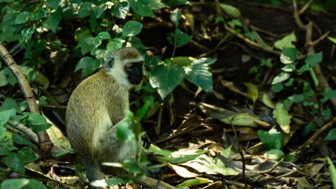 From Arusha: Lake Manyara National Park Full - Day Safari Day Trip