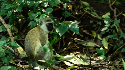 From Arusha: Lake Manyara National Park Full - Day Safari Day Trip