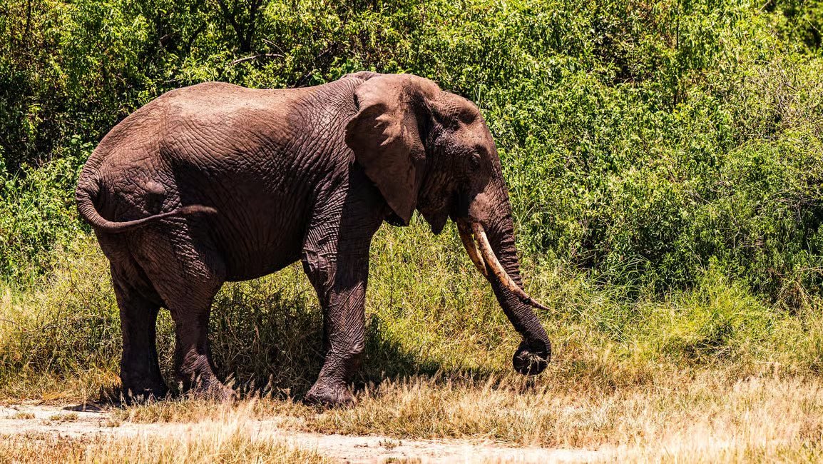 From Arusha: Lake Manyara National Park Full - Day Safari Day Trip