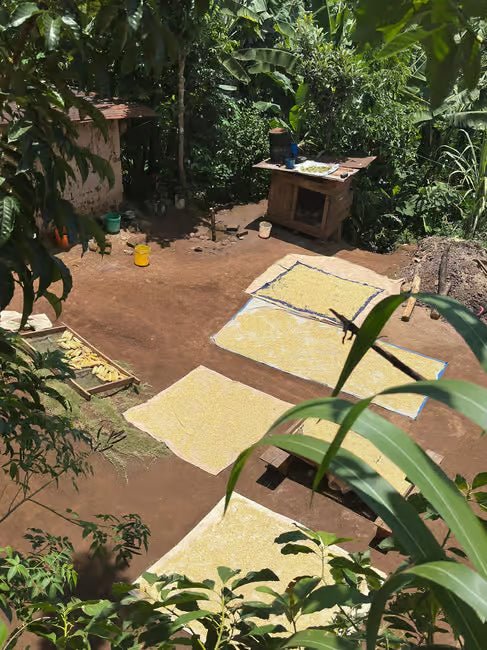From Arusha or Moshi: Materuni Waterfall, Coffee Farm and Chemka Hot Springs Day Tour