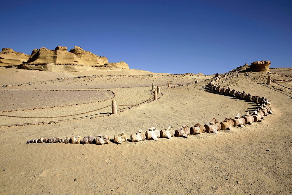 From Cairo: Private 6 - Days Three Oasis Adventure Fayoum, Bahariya, and Siwa Trip