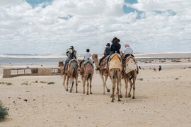 From Cairo: Private Guided Fayoum Oasis Day Tour with Desert Safari