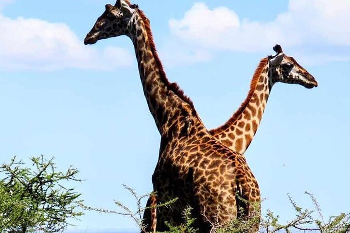 From Dar es Salaam: 2 - Days Mikumi National Park Private Safari