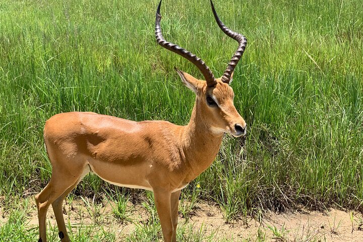 From Dar es Salaam: 2 - Days Mikumi National Park Private Safari