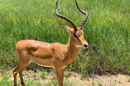 From Dar es Salaam: 2 - Days Mikumi National Park Private Safari