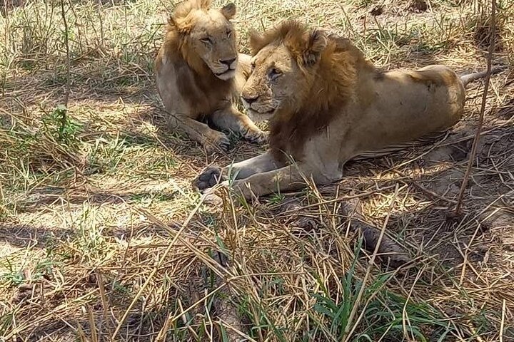 From Dar es Salaam: 2 - Days Mikumi National Park Private Safari