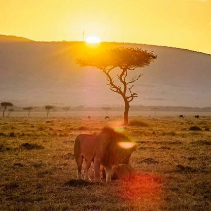 From Dar es Salaam: 2 - Days Mikumi National Park Private Safari