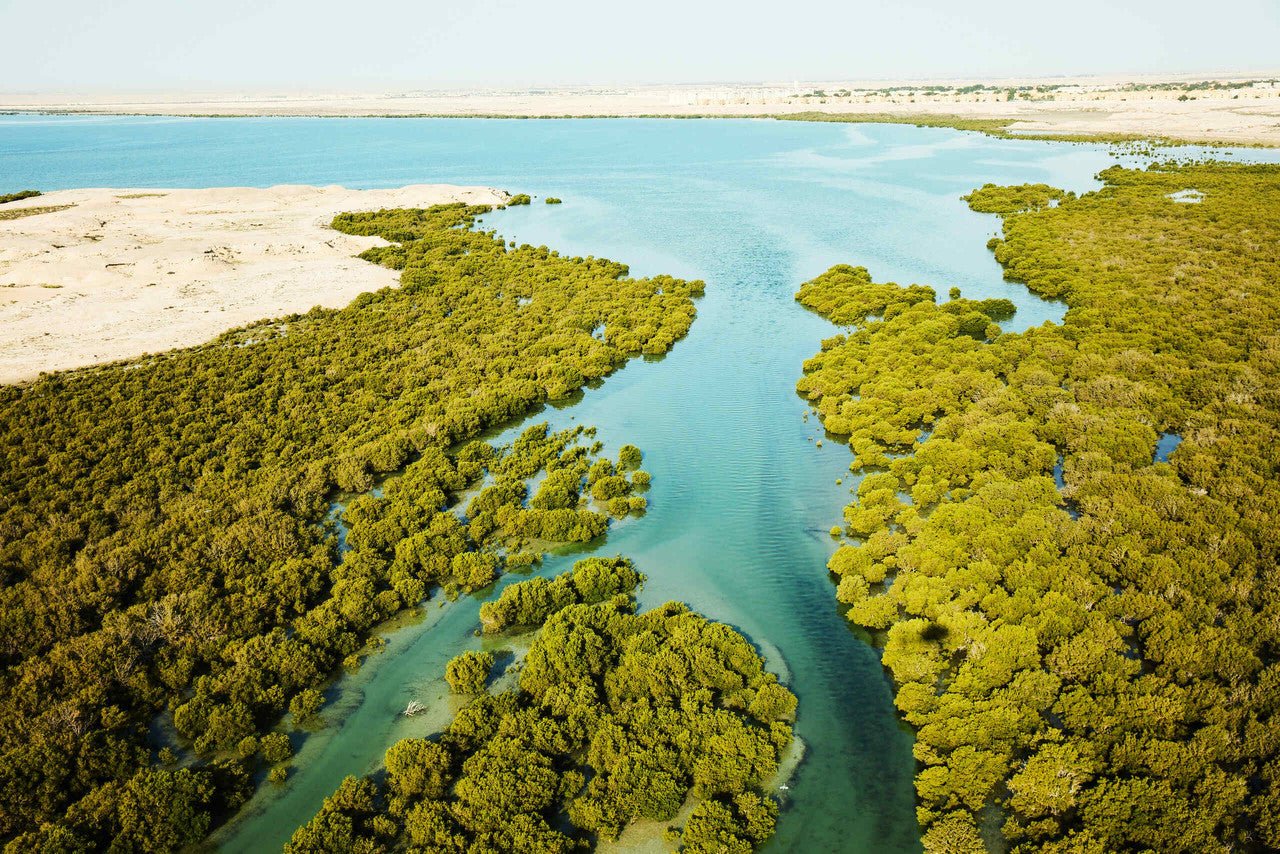 From Doha: Al Khor, Al Thakhira Mangroves, and Al Zubara Fort Day Trip