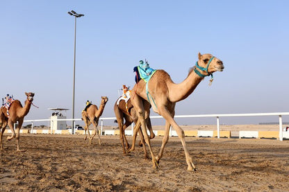 From Doha: Private Full Day Tour of Education City and West Qatar