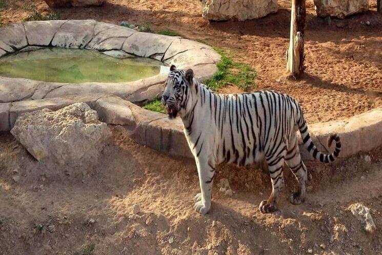 From Dubai: Al Ain Day Trip with Jebel Hafeet, Camel Market and Zoo