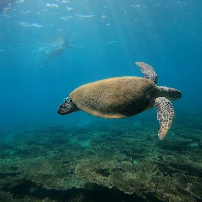 From Dubai: Fujairah Sea Turtle Snorkeling Tour with Lunch