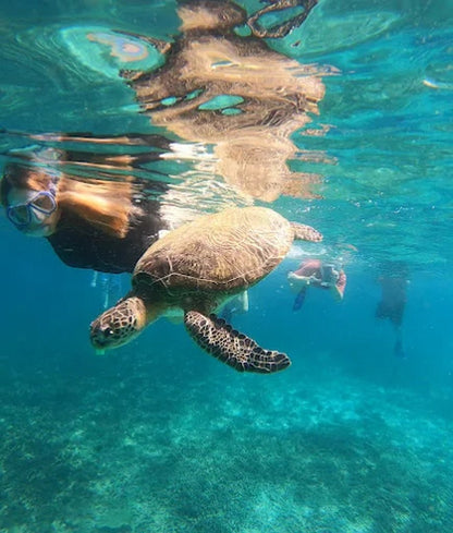 From Dubai: Fujairah Sea Turtle Snorkeling Tour with Lunch