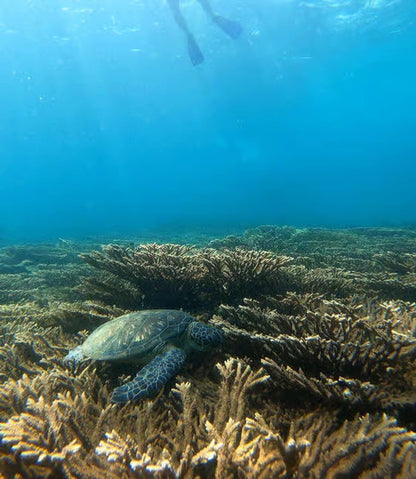 From Dubai: Fujairah Sea Turtle Snorkeling Tour with Lunch