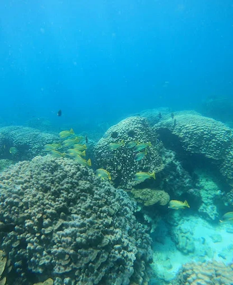 From Dubai: Fujairah Sea Turtle Snorkeling Tour with Lunch