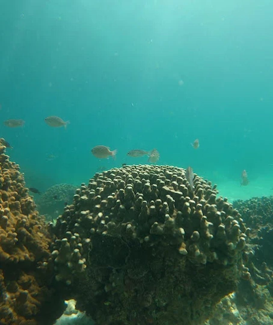 From Dubai: Fujairah Sea Turtle Snorkeling Tour with Lunch