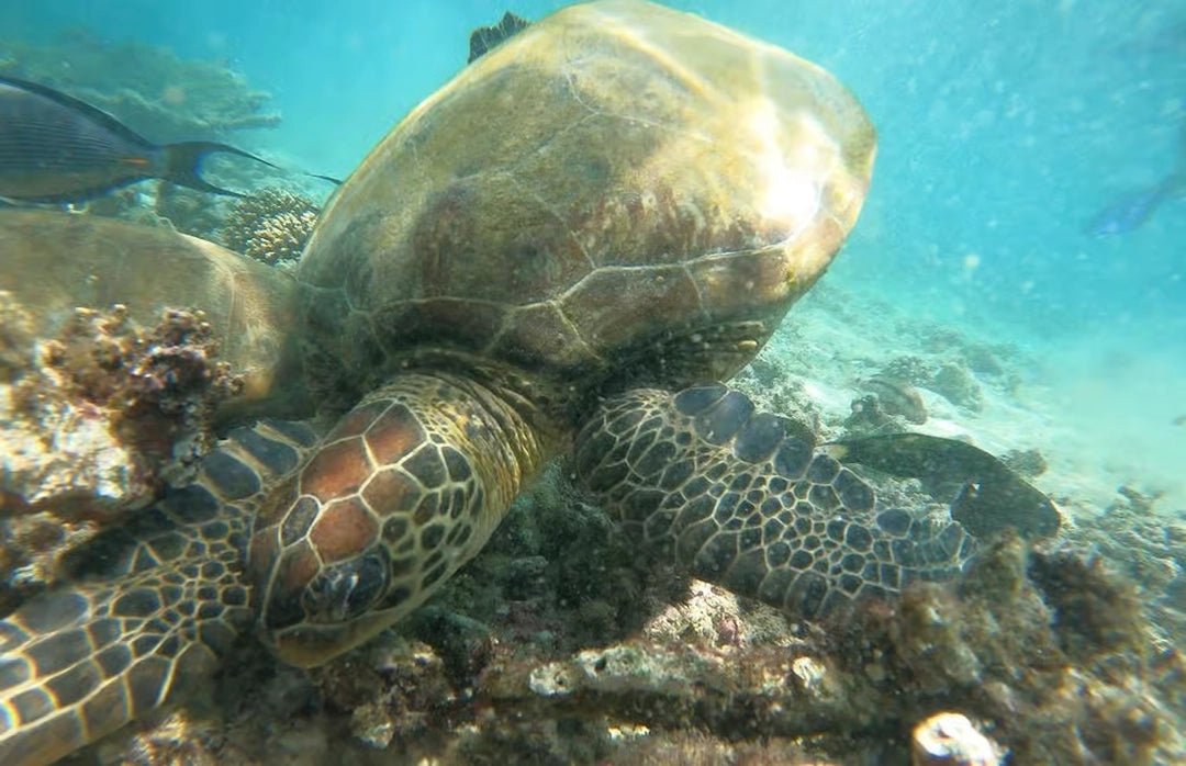 From Dubai: Fujairah Sea Turtle Snorkeling Tour with Lunch