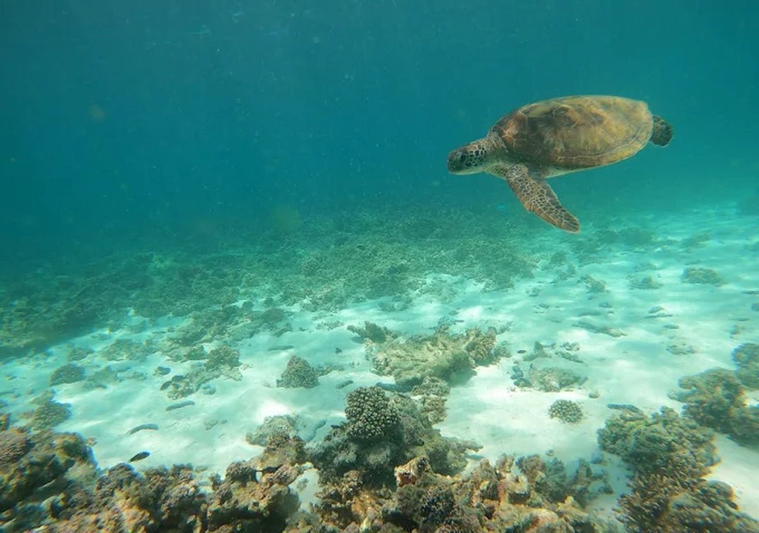 From Dubai: Fujairah Sea Turtle Snorkeling Tour with Lunch