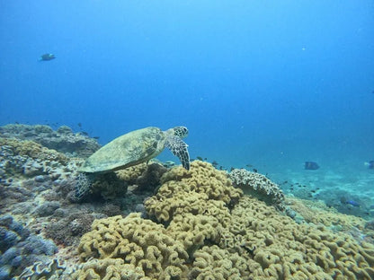 From Dubai: Fujairah Sea Turtle Snorkeling Tour with Lunch