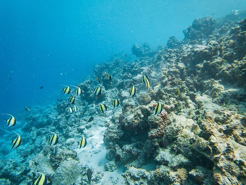 From Kendwa: Mnemba Boat Trip and Dolphin Snorkel Tour