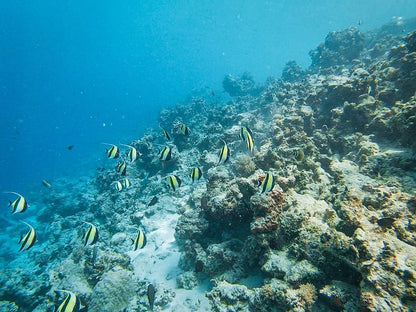 From Kendwa: Mnemba Boat Trip and Dolphin Snorkel Tour