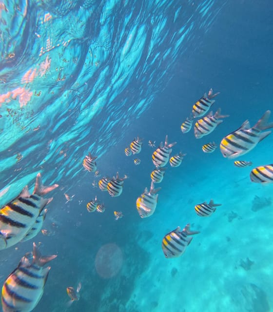 From Kendwa: Mnemba Boat Trip and Dolphin Snorkel Tour