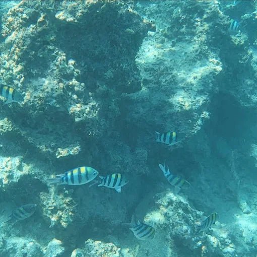 From Kendwa or Nungwi: Mnemba Island Dolphin and Snorkeling Tour in Zanzibar