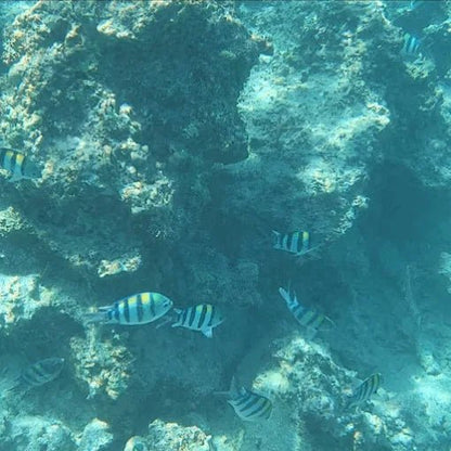 From Kendwa or Nungwi: Mnemba Island Dolphin and Snorkeling Tour in Zanzibar