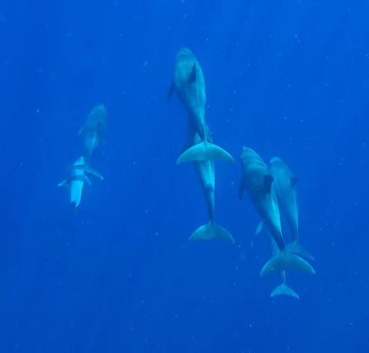 From Kendwa or Nungwi: Mnemba Island Dolphin and Snorkeling Tour in Zanzibar